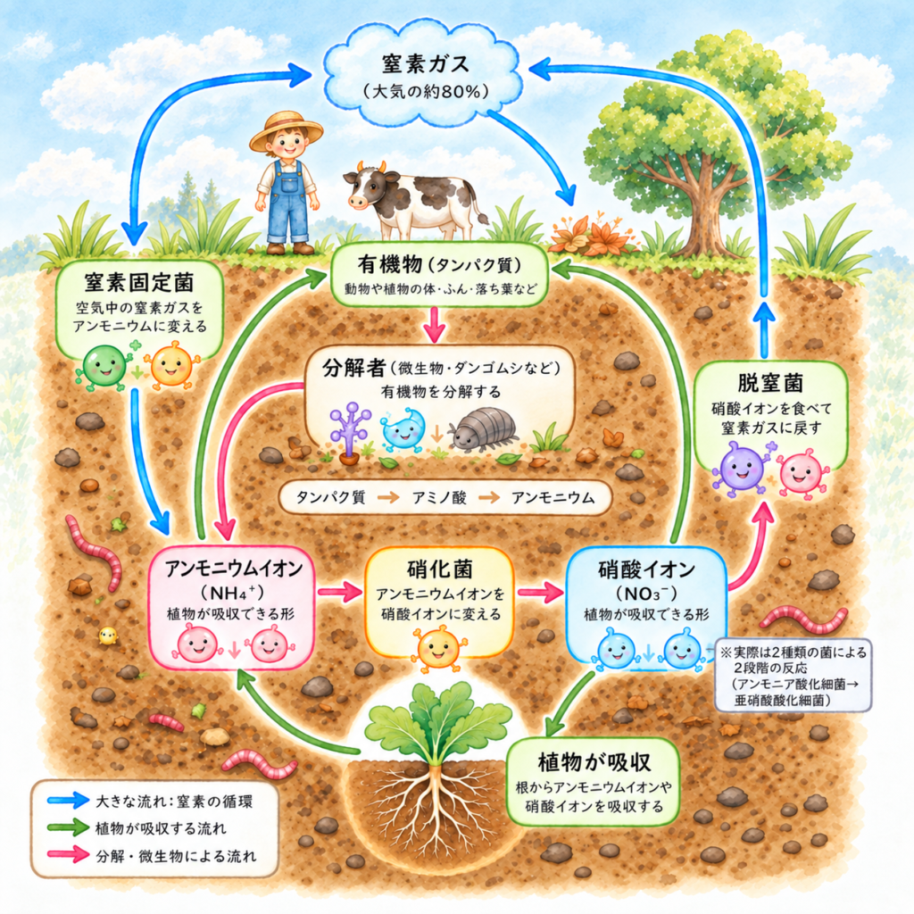 3-3 窒素循環 ～自然界の肥料工場～